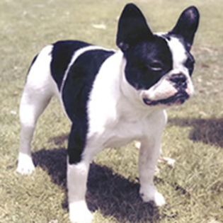 bulldog-francez