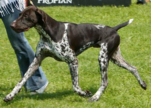 caine Brac german cu par scurt