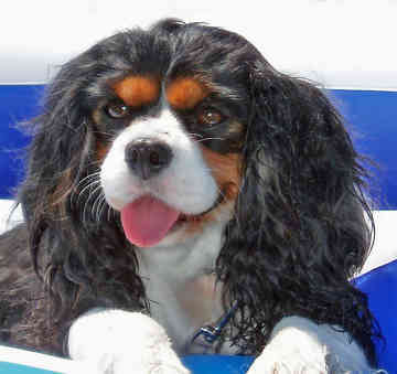 cavalier king charles spaniel
