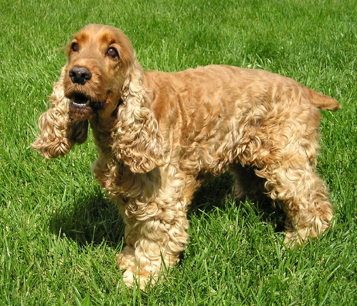 Cocker-Spaniel