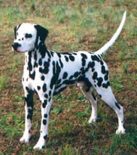 dalmatian