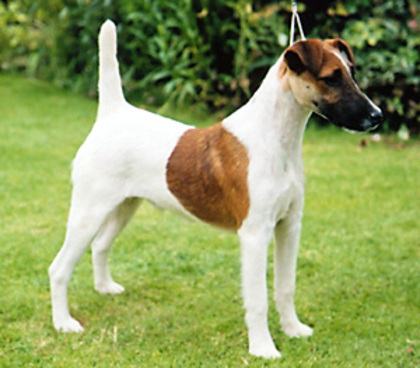 fox terrier cu par neted