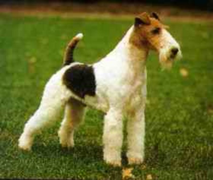 Fox-Terrier-cu-par-sarmos