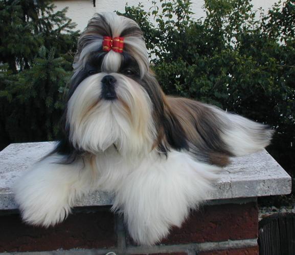 Shih-Tzu - rase de caini