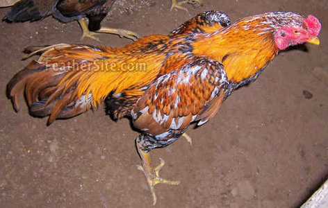 3 - Brazilian Game Fowl