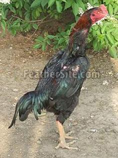 5 - Brazilian Game Fowl