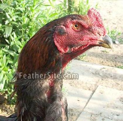 6 - Brazilian Game Fowl