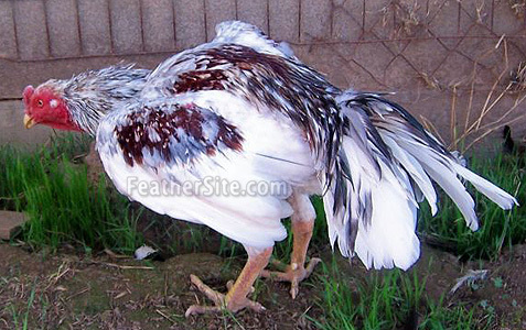 7 - Brazilian Game Fowl