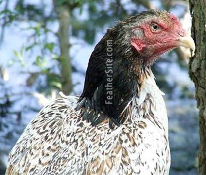 9 - Brazilian Game Fowl