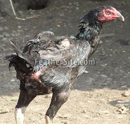 10 - Brazilian Game Fowl