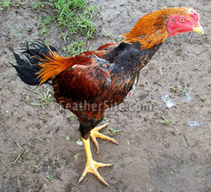 11 - Brazilian Game Fowl