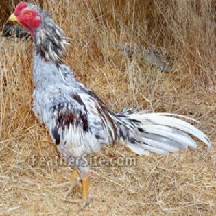 12 - Brazilian Game Fowl