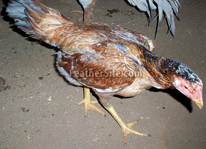 13 - Brazilian Game Fowl