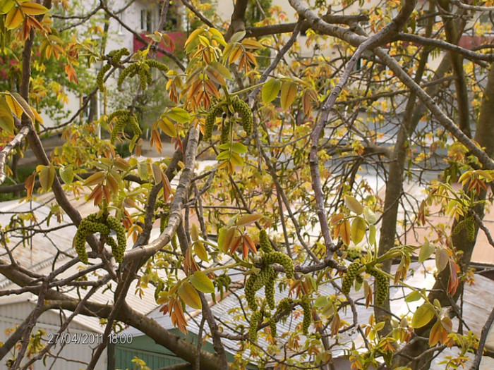 nucul de langa balconul meu