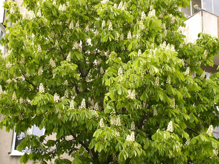 castanul din coltul blocului