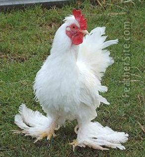 1 - Burmese Bantams