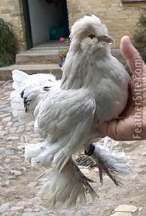 3 - Burmese Bantams