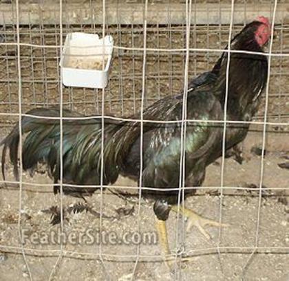 1 - Burmese Game Fowl