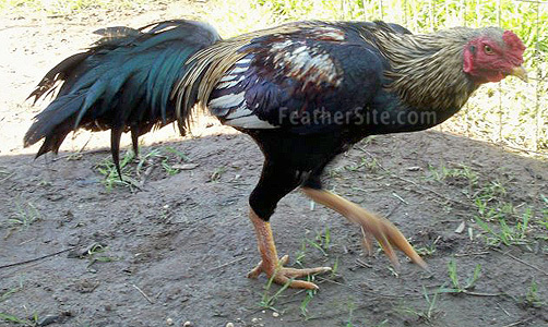 2 - Burmese Game Fowl