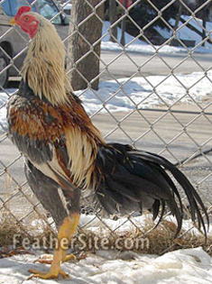 3 - Burmese Game Fowl