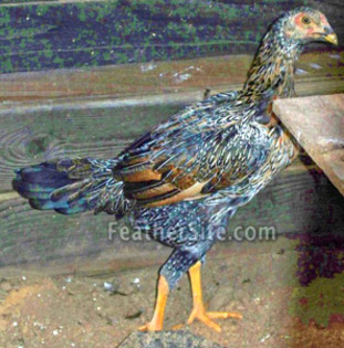 4 - Burmese Game Fowl