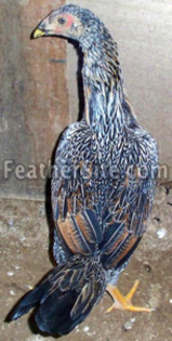 5 - Burmese Game Fowl
