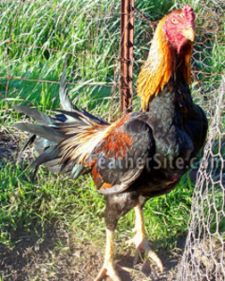 6 - Burmese Game Fowl