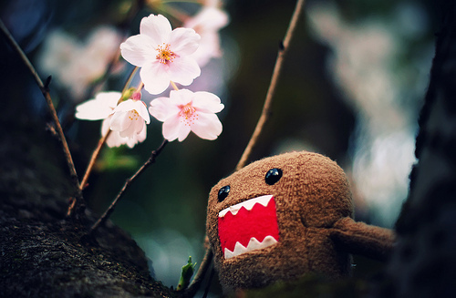 4486533694_d14c7c2650_large - DomO KuN