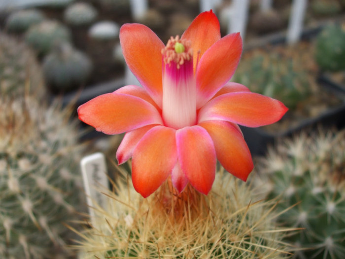 Matucana roseoalba L 173