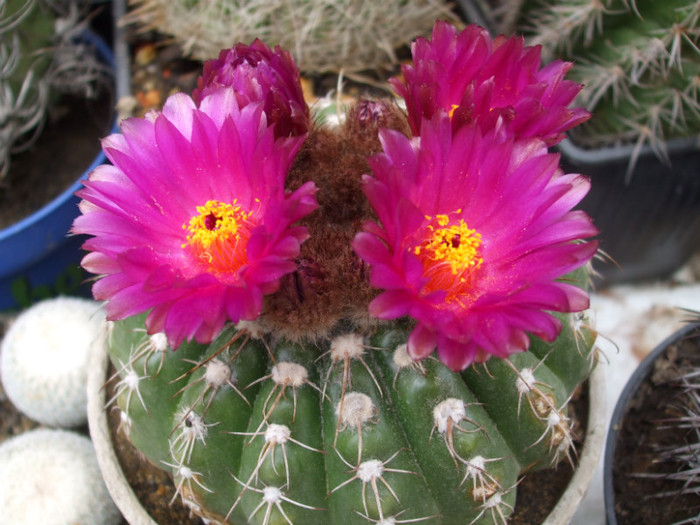 Notocactus ubelmannianus