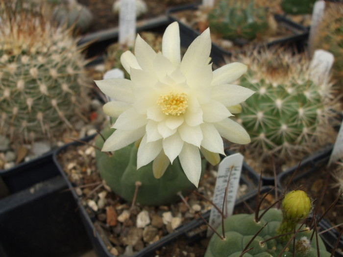 Matucana madisoniorum fma. albiflora