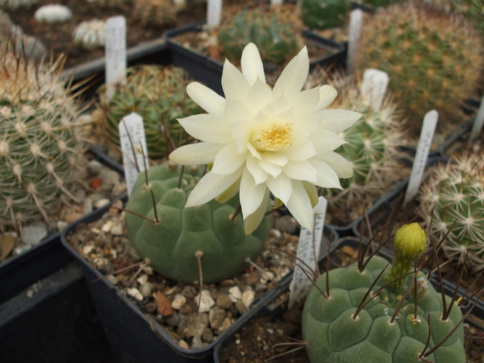 Matucana madisoniorum fma. albiflora