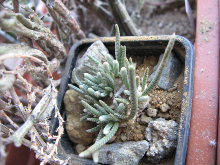 IMG_4313 - Anacampseros