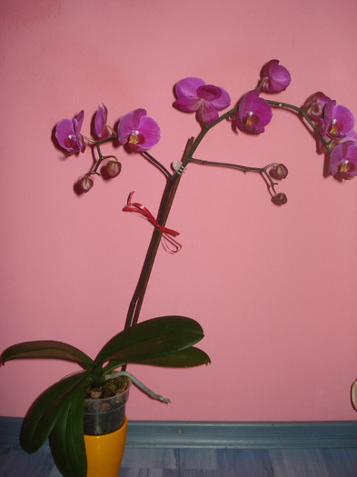 Picture 333 - phaleanopsis 2010-2011