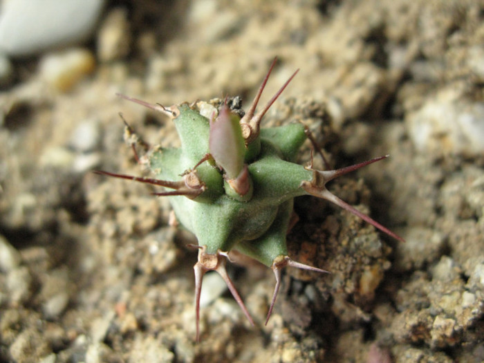 Euphorbia sapinii