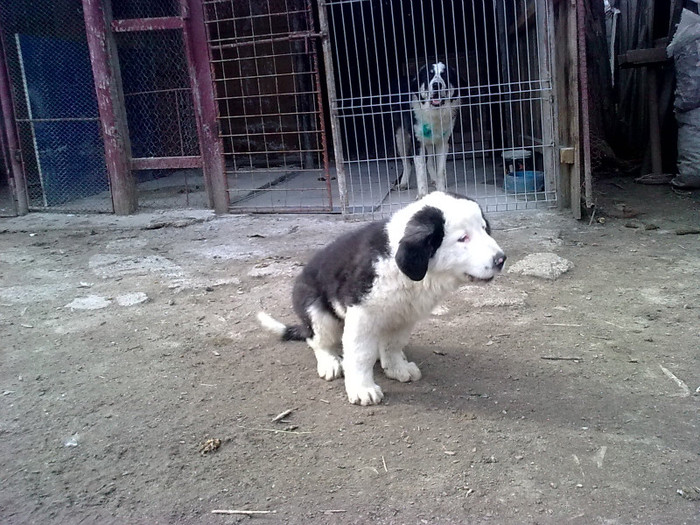 URSU(2 luni)  o noua achizitie; URSU
