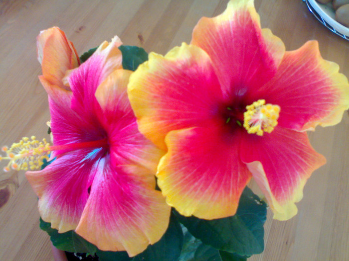 Explozie 05.2011 - Hibiscus