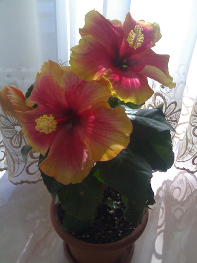 Explozie 05.2011 - Hibiscus