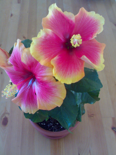 Explozie 05.2011 - Hibiscus