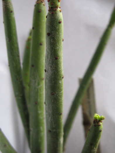 Euphorbia antisyphilitica