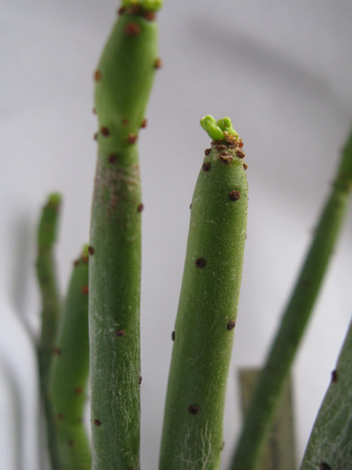 Euphorbia antisyphilitica