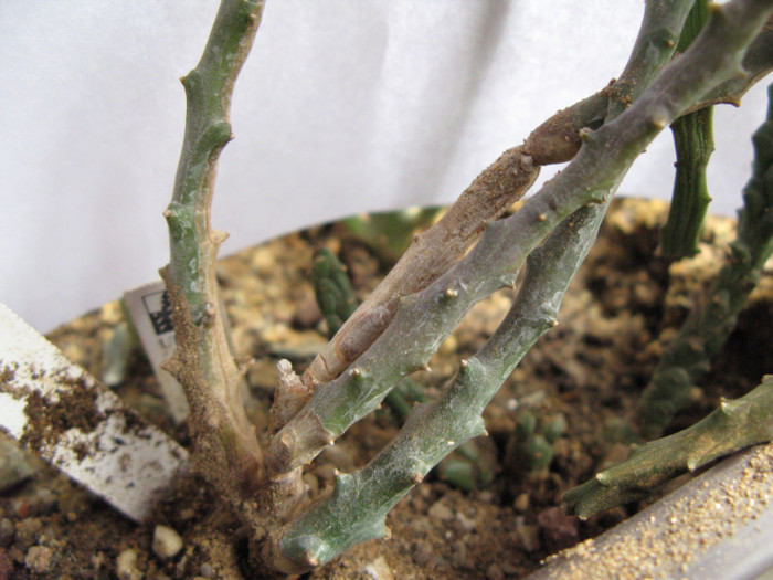 Euphorbia ornithopus