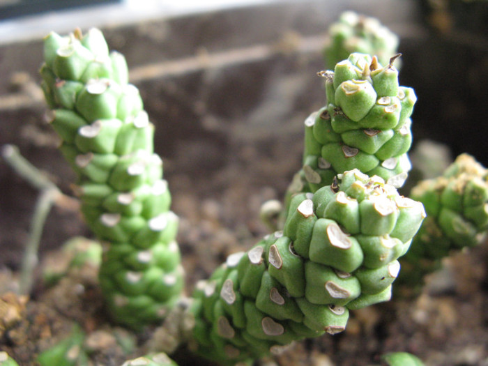 Monadenium guentheri