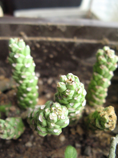 Monadenium guentheri