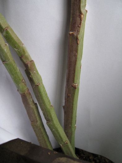 Monadenium coccineum