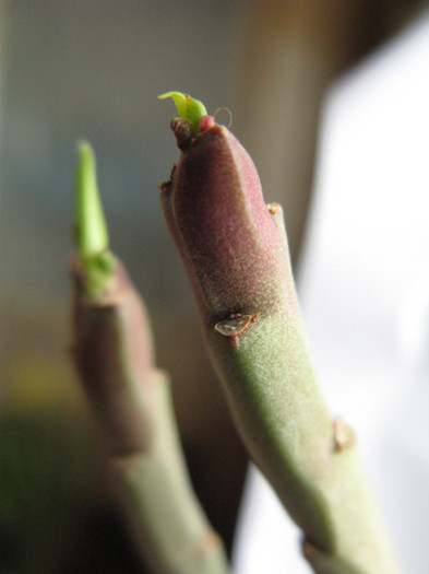 Monadenium coccineum