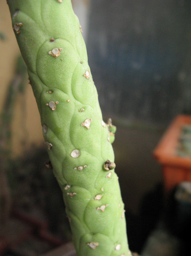 Monadenium kimberleyanum