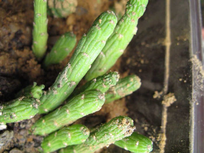 Monadenium ellenbeckii