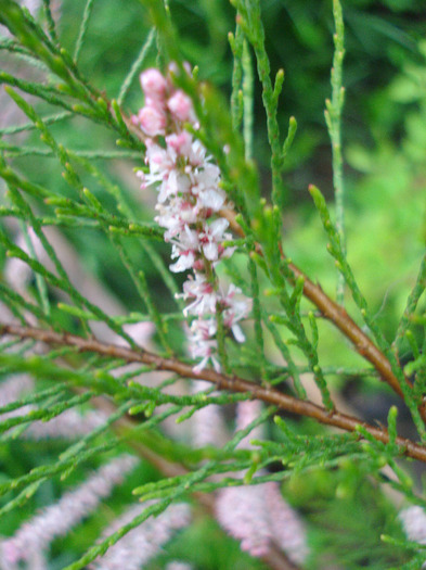 Tamarix tetranda (2011, May 12)