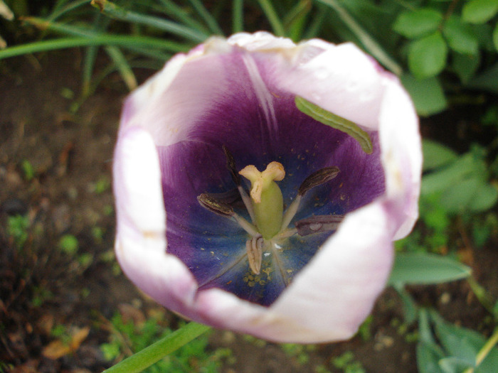 Tulipa Atlantis (2011, May 12)